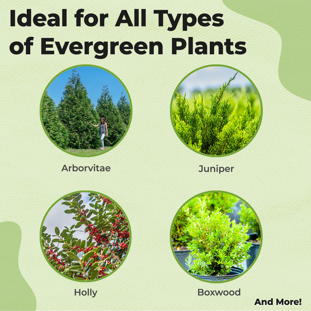best fertilizer for evergreen plants Slow Release Evergreen Fertilizer