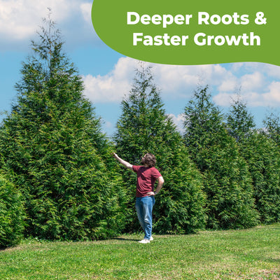 Slow Release Evergreen Fertilizer