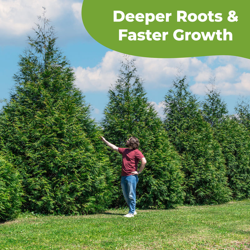Slow Release Evergreen Fertilizer