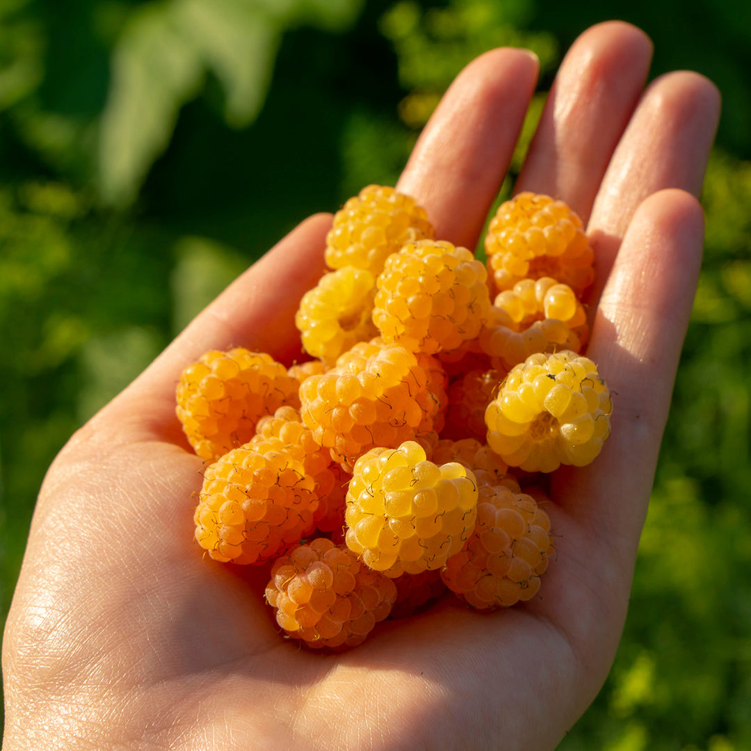 One Gold Raspberry All Gold Raspberry