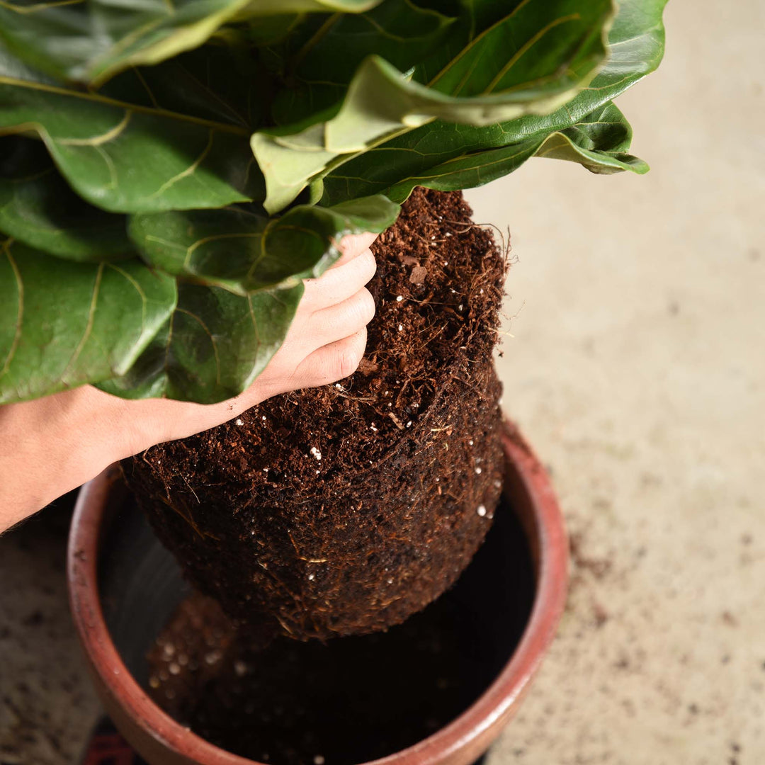 do fiddle leaf figs like coffee grounds Fiddle Leaf Fig Soil