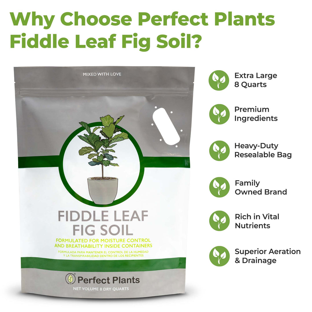 Fiddle Leaf Fig Soil by Perfect Plants