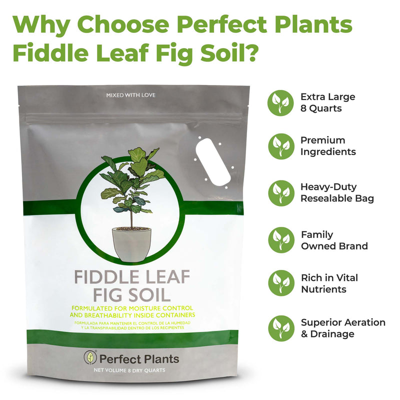 Fiddle Leaf Fig Soil