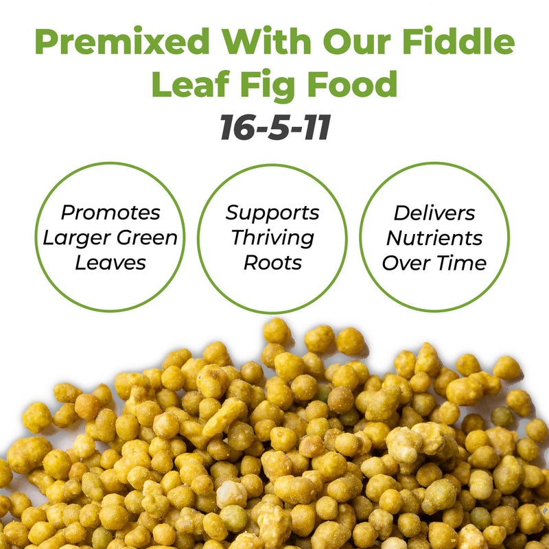 Fiddle Leaf Fig Soil