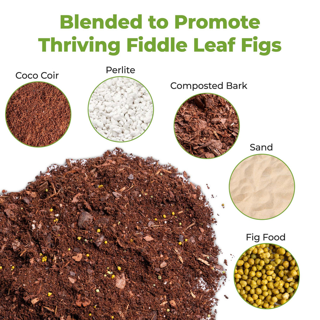 best potting soil for a fiddle leaf fig Fast Draining Soil for Fiddle Leaf Figs
