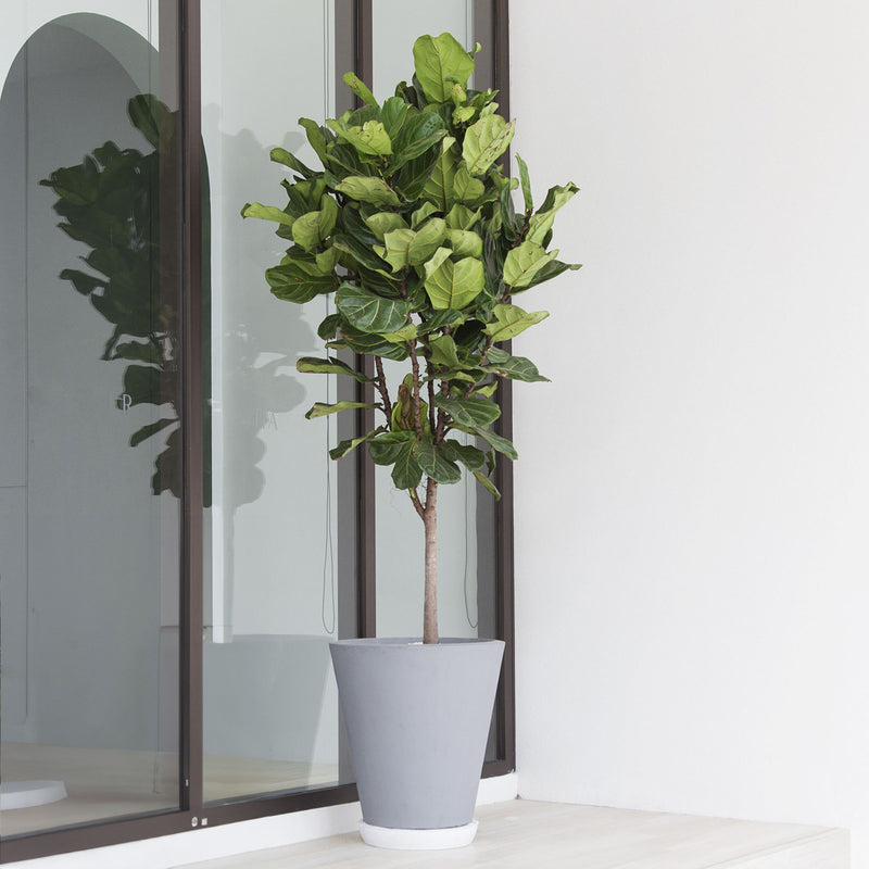 Fiddle Leaf Fig Tree