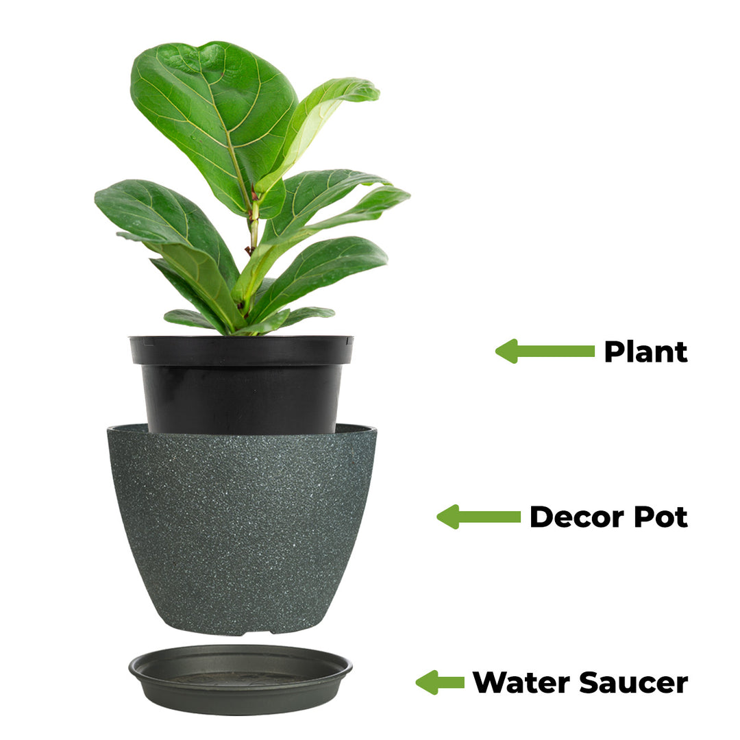 6 inch fiddle leaf fig Fiddle Leaf Fig Tree for Sale