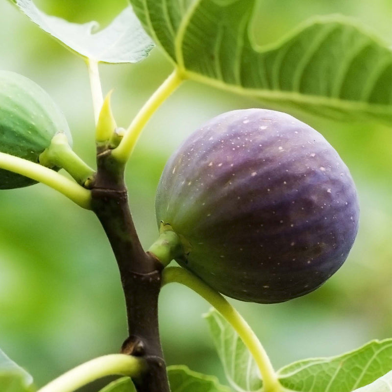 Purple fig fruit on the branch of a Black Mission fig Tree with green leaves