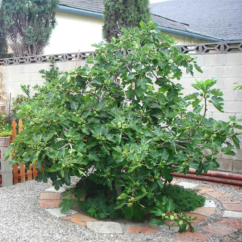 Large mature Celeste Fig tree with dozens of fruit on the branches growing in a backyard gravel garden landscape