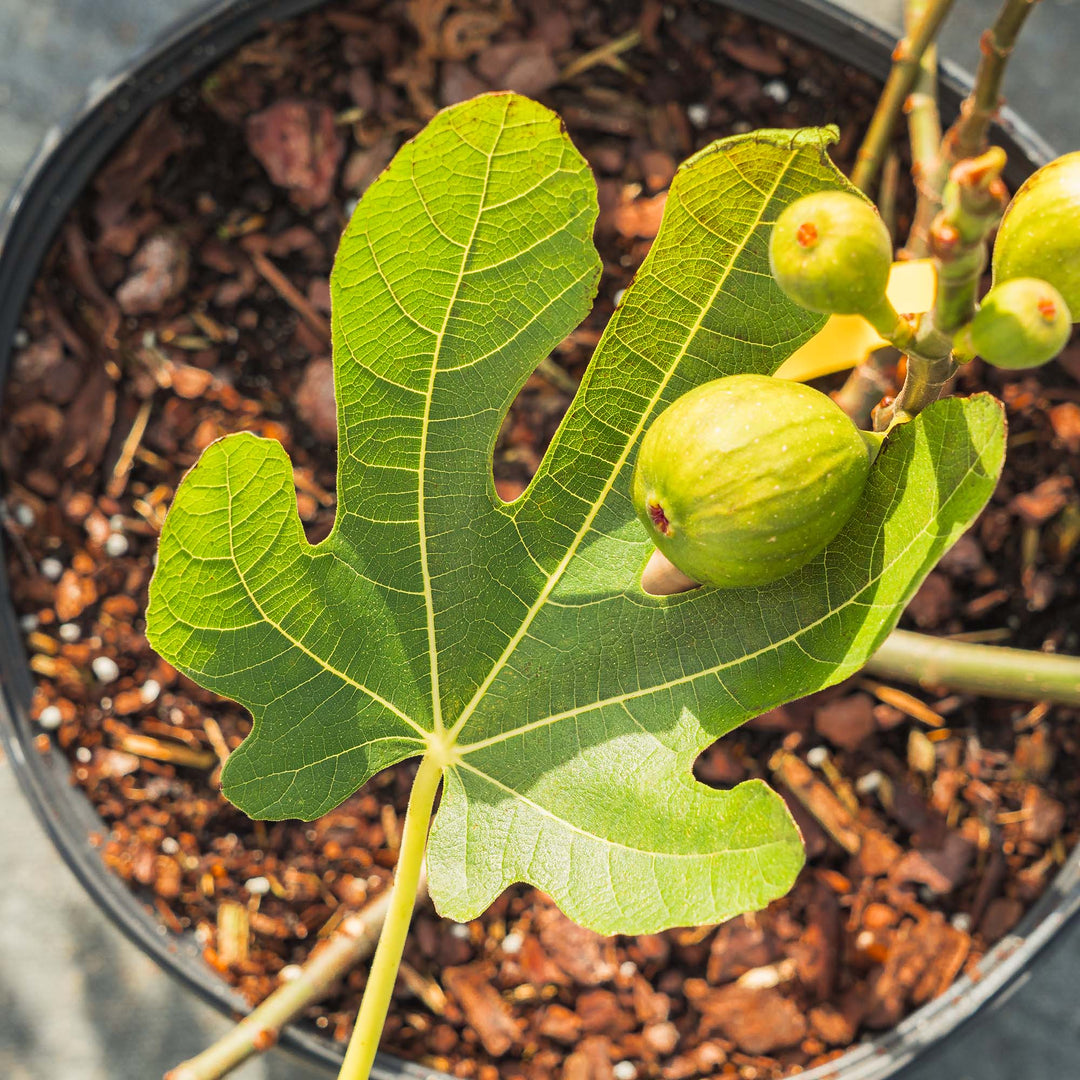 Shop Celeste Fig Tree | Honey Sweet Figs |Perfect Plants