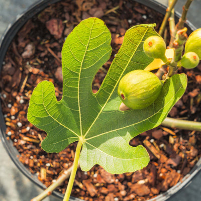 Green leaves of the Celeste Fig Tree