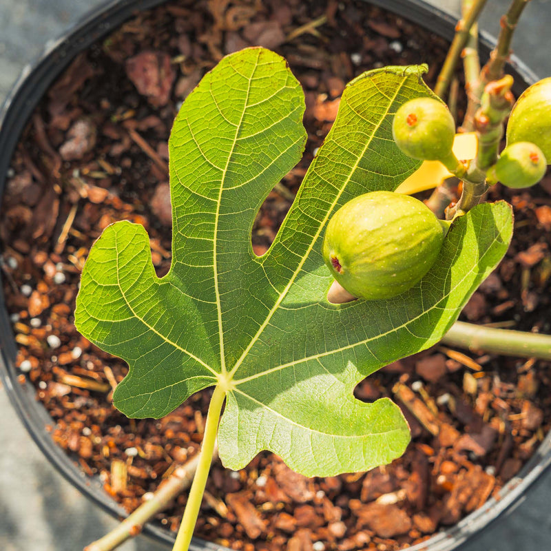 Green leaves of the Celeste Fig Tree