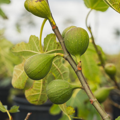 Unripe celeste figs growing on the branch of the tree