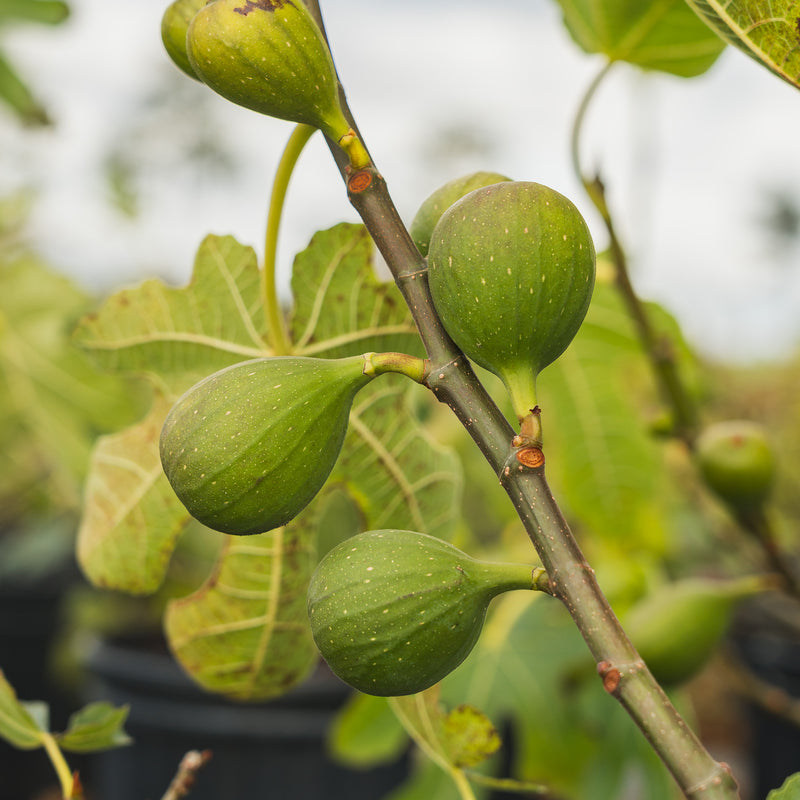 Unripe celeste figs growing on the branch of the tree