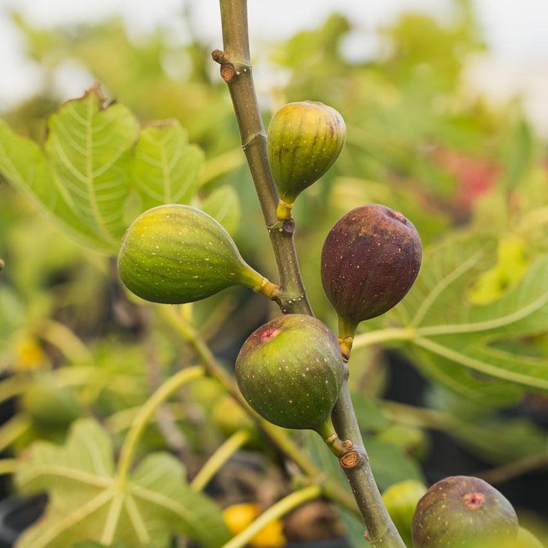 Fruit from the celeste fig tree in various states of ripeness growing on the tree branch