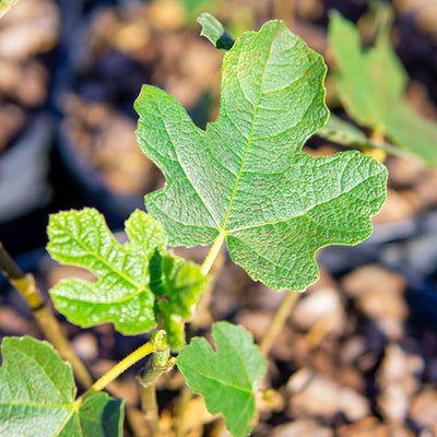 Lush green foliage of Chicago Hardy fig growing in a nursery container at Perfect Plants Nursery