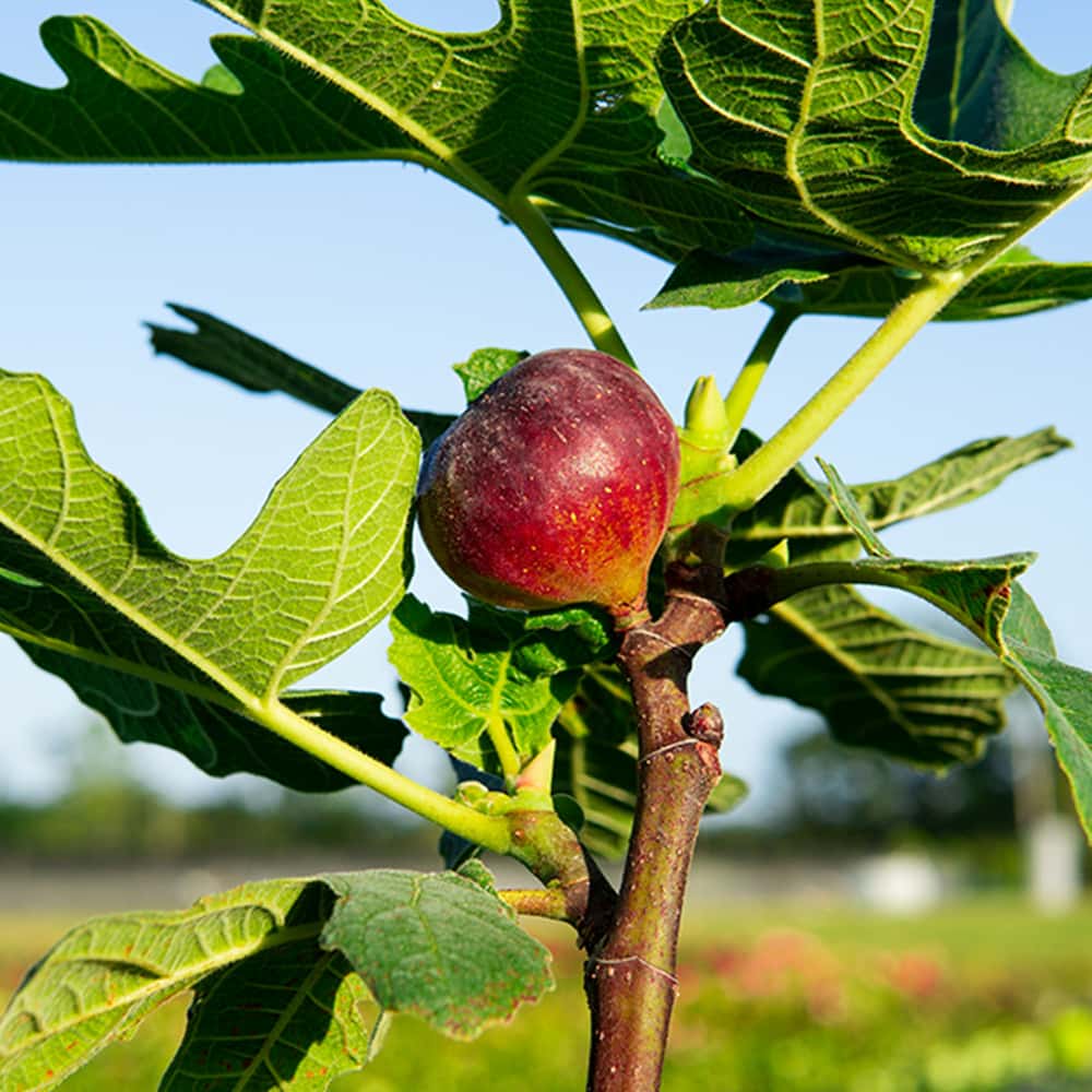 Chicago Hardy Fig For Sale | Cold Hardy Fruit | Perfect Plants