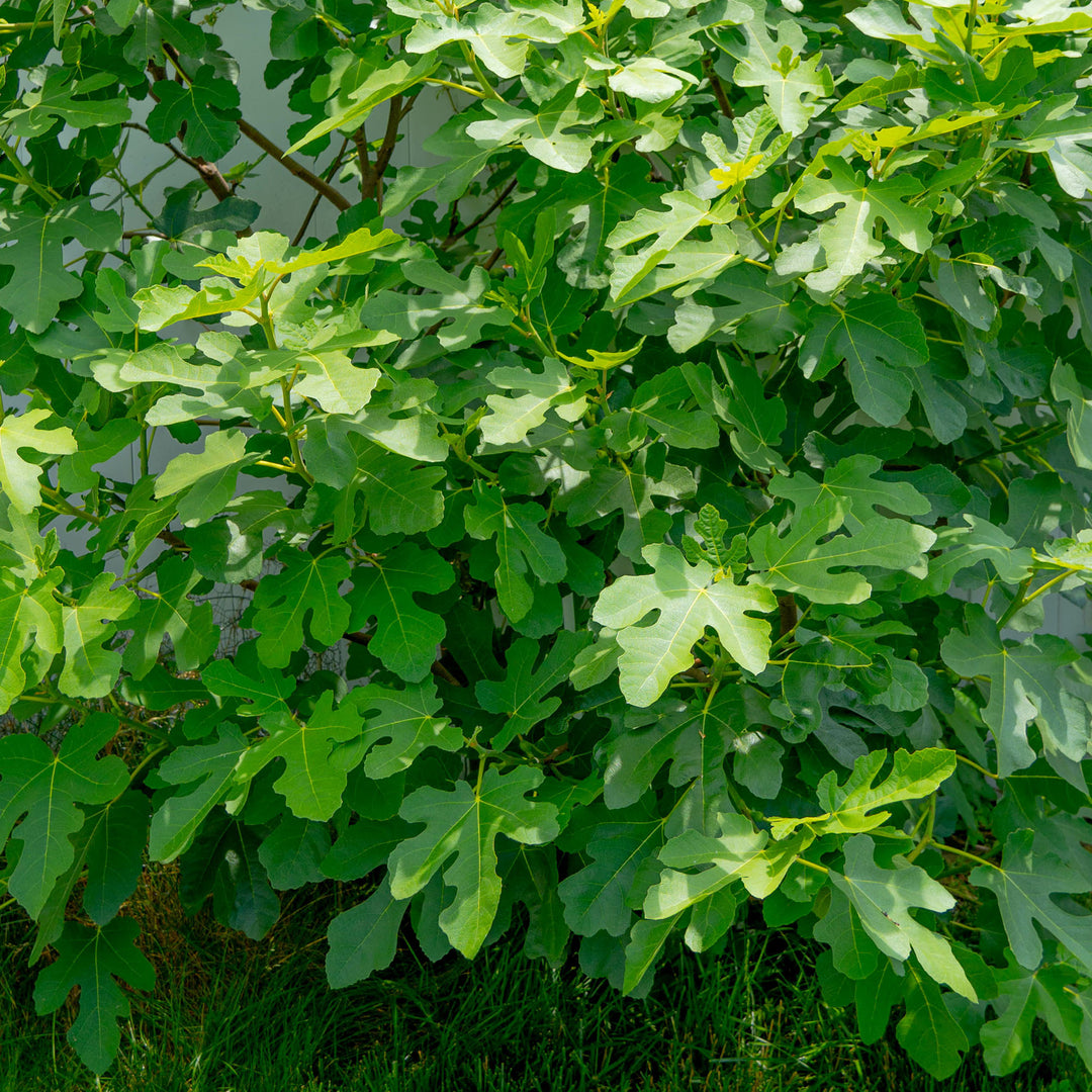 fiddle leaf fig tree chicago Chicago Hardy Fig For Sale | Cold Hardy Fruit