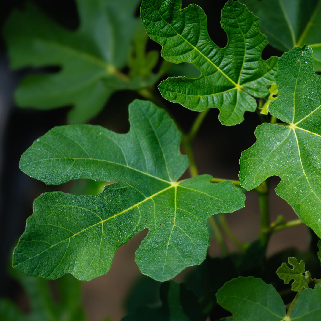 fiddle leaf fig tree chicago Chicago Hardy Fig For Sale | Cold Hardy Fruit