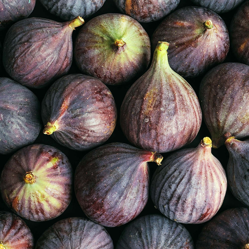 Flat lay of freshly picked Chicago Hardy Figs with rich purple skin