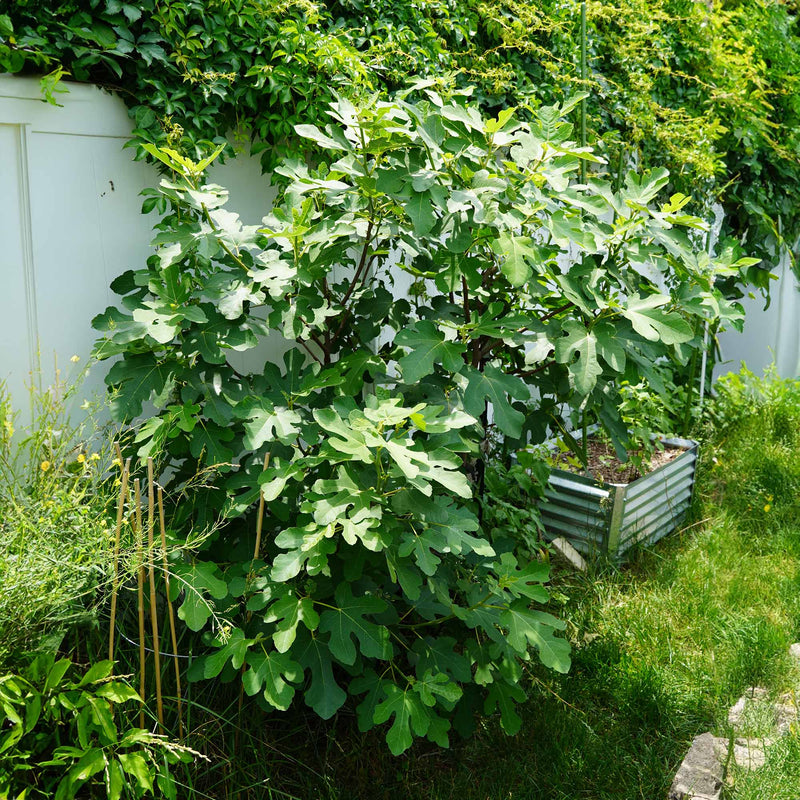 Full grown Chicago Hardy Fig Tree growing in a backyard garden setting