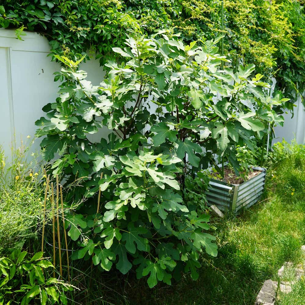 Chicago Hardy Fig For Sale | Cold Hardy Fruit | Perfect Plants