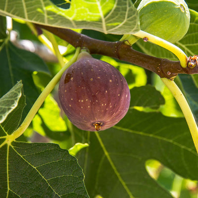 Fignomenal Fig Tree