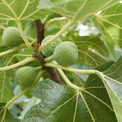 Italian Honey Figs on a branch with leaves