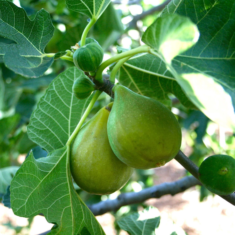 LSU Gold Fig growing on a tree branch with leaves in the background