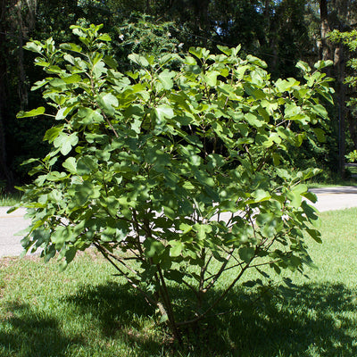 Brown Turkey Fig Tree