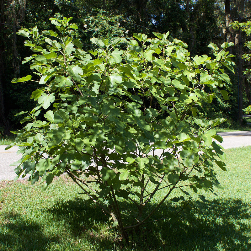 Brown Turkey Fig Tree