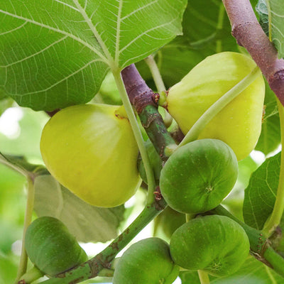 LSU Gold figs growing on the branch