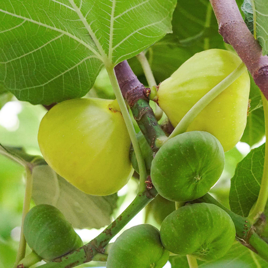 How to Grow Fig Trees & Fig Tree Care | Perfect Plants