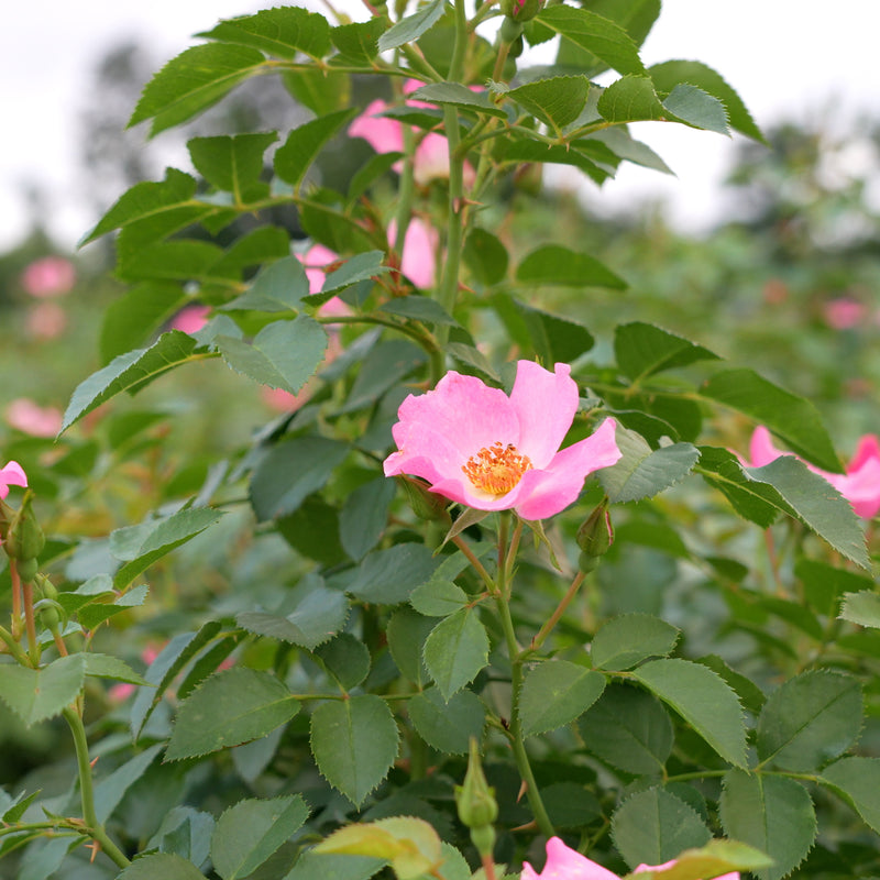 Friendly® Pink Rose