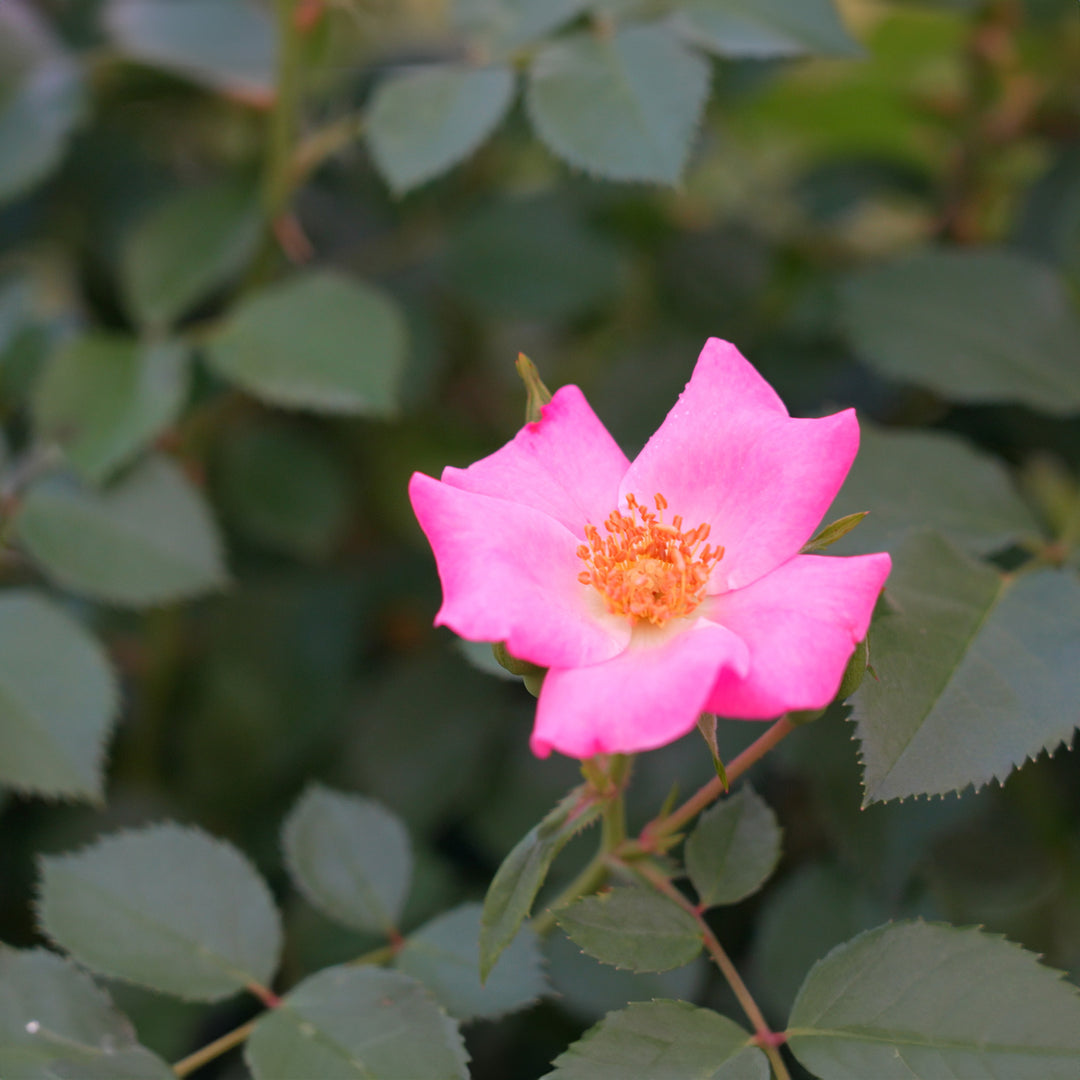 FriendlyRose_Pink_3_1080x.jpg?