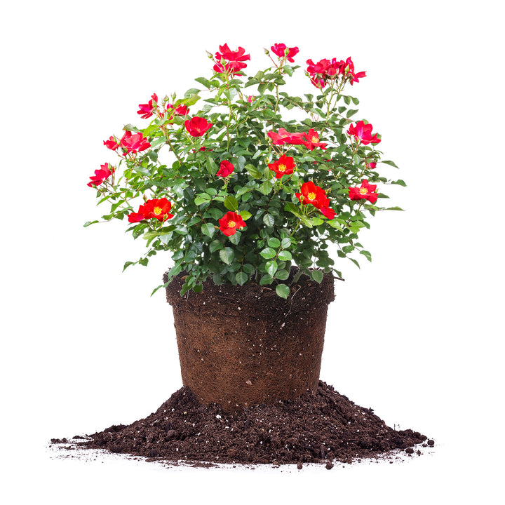 Friendly Red Rose - 3 Gallon / 10-Pack