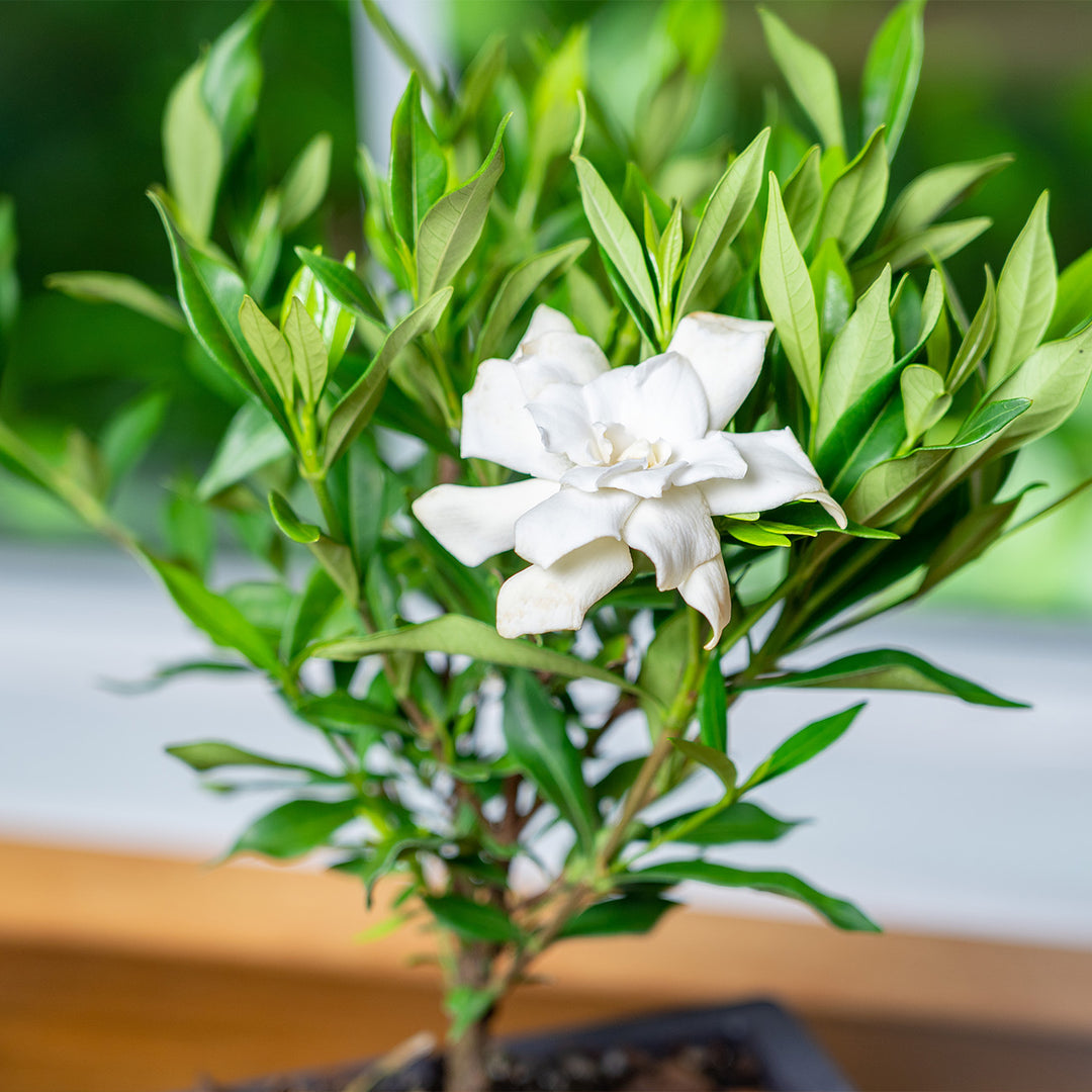 gardenia bonsai Shop Frost Proof Gardenia Bonsai Tree for Sale