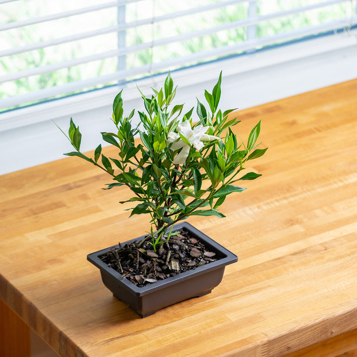 Shop Frost Proof Gardenia Bonsai Tree for Sale