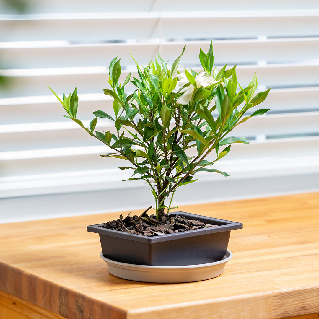 Shop Frost Proof Gardenia Bonsai Tree for Sale