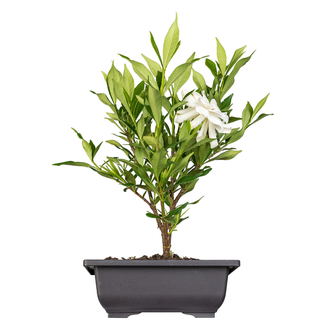gardenia bonsai tree for sale Shop Frost Proof Gardenia Bonsai Tree for Sale