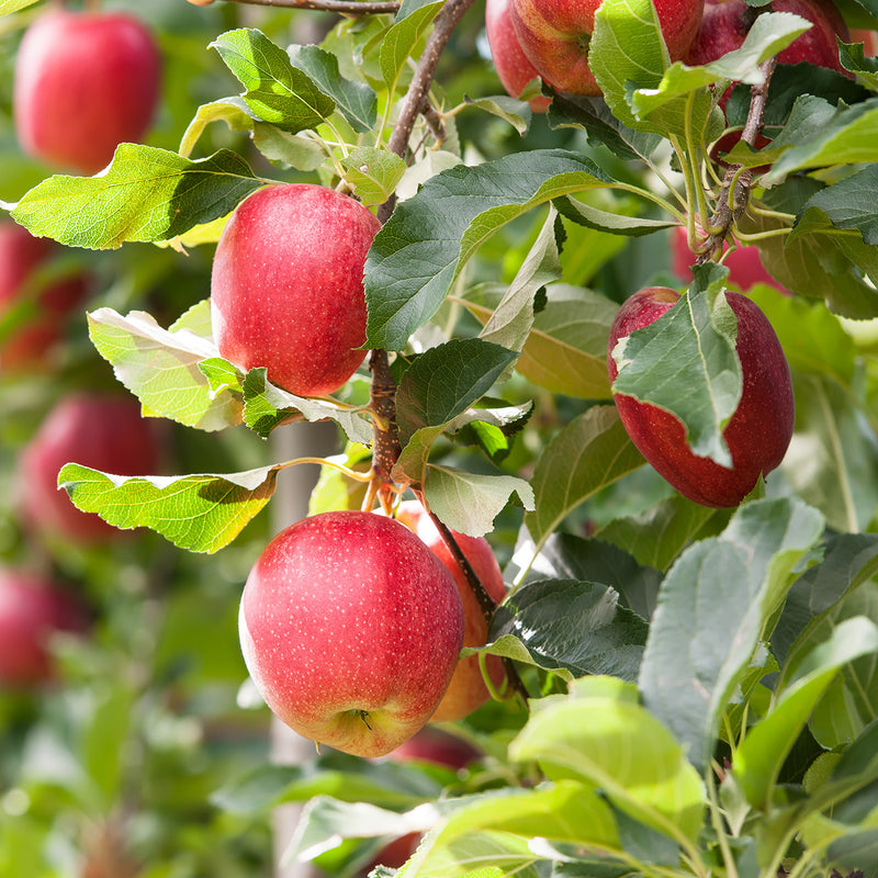 Buy Gala Apple Tree Plants & Trees Online