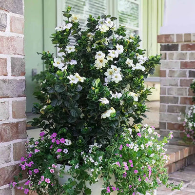 Diamond Spire Gardenia by Southern Living in a decorative pot surrounded by other pink and white ornamental flowers on a brick front porch