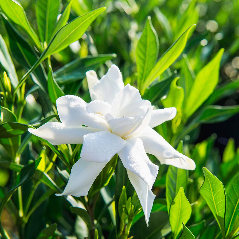 close up of white frost proof gardenia flower against an background of green foliage