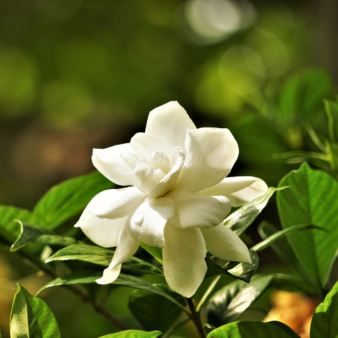 Best Gardenia Plant for West Central Florida: Top Picks Revealed