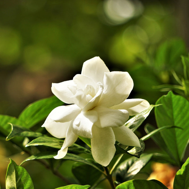 White frost proof gardenia flower with green leaves on a blurred natural background