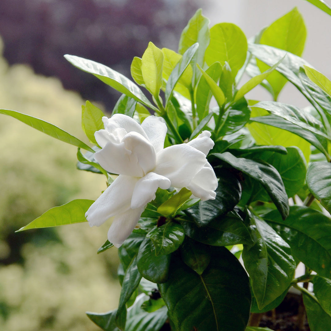 Best Gardenia Plant for West Central Florida: Top Picks Revealed