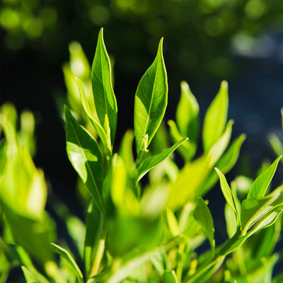 Frost Proof Gardenia Shrub