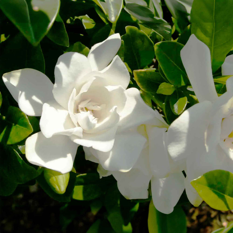 Close-up of white flowers belonging to Jubilation Gardenia by Southern Living with green leaves in the background