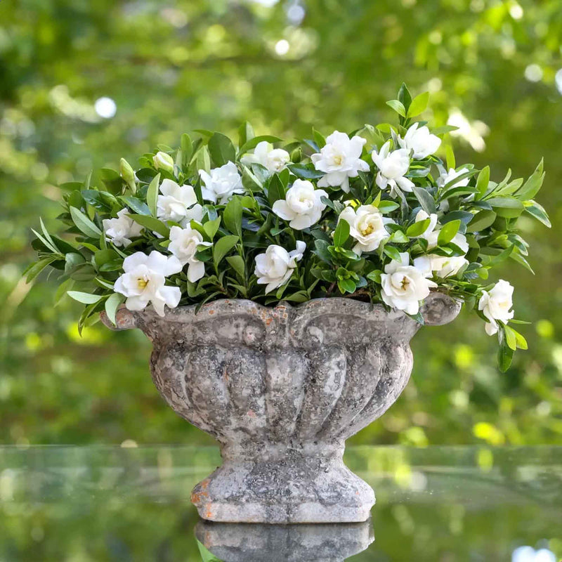 Floral arrangement in a decorative stone pot containing Jubilation Gardenias against a blurred green background