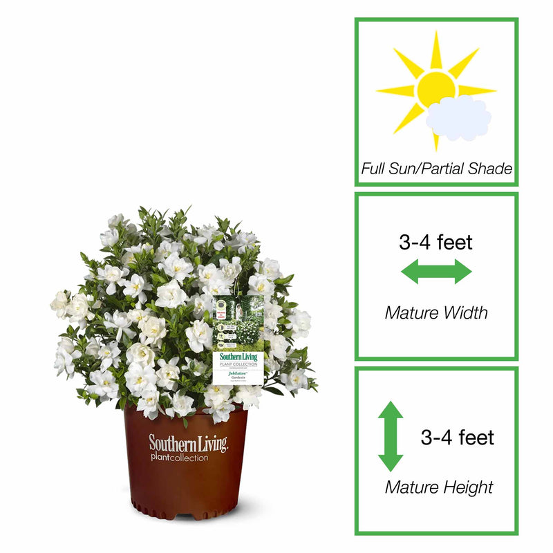 Jubilation™ Gardenia